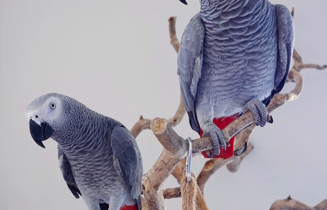 2 Congo African Grey Parrots - Parrots for sale.