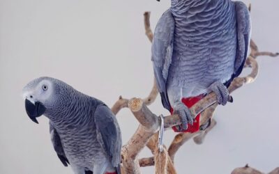 Finding the Perfect Parrot: Your Ultimate Guide to Parrots for Sale Near Me