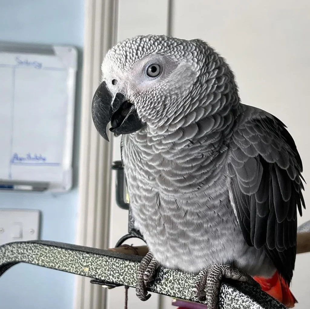 African Grey For Sale - Parrots for sale.