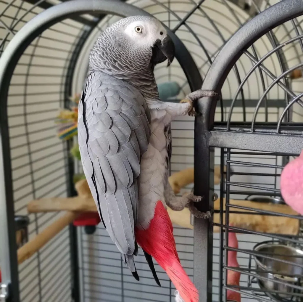 Guide to Parrot Cage Setup - Parrots for sale.