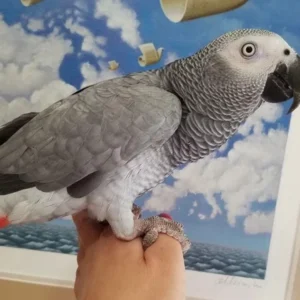 African Grey Parrot Online - Parrots for sale.