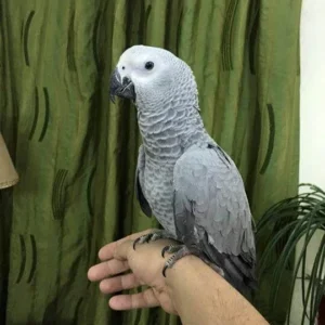 Baby African Grey Timneh Parrot - Parrots for sale.