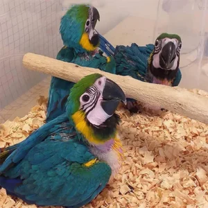 Parrot Grooming Guide - Parrots for sale.