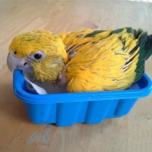 Parrot Grooming Guide - Parrots for sale.