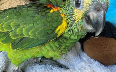 Comprehensive Guide to Caring for Baby Parrots and Training Commands