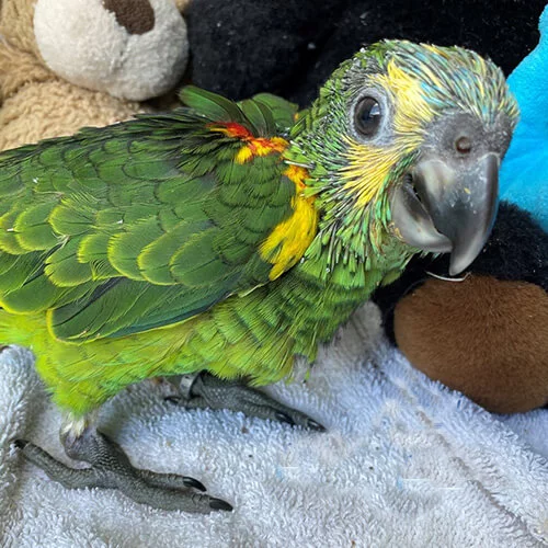 Baby Gorgeous Blue Fronted Amazon - Parrots for sale.