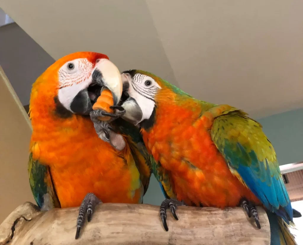 Baby Male and Female Tropicana macaws - Parrots for sale.