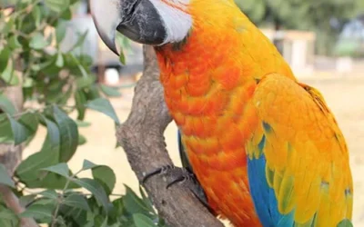 Buy Parrots Online: Your Ultimate Guide to Finding the Perfect Feathered Friend.