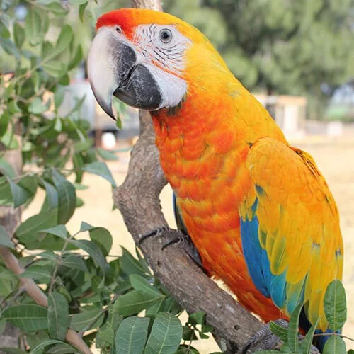 Buy Parrots Online: Your Ultimate Guide to Finding the Perfect Feathered Friend.