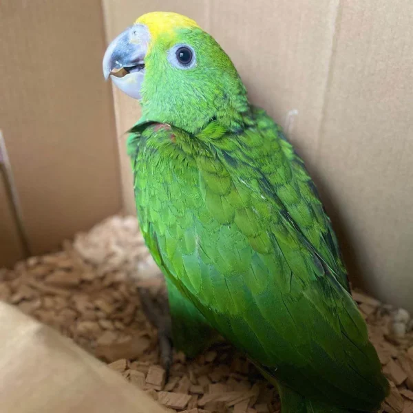 Baby Panama amazon - Parrots for sale.