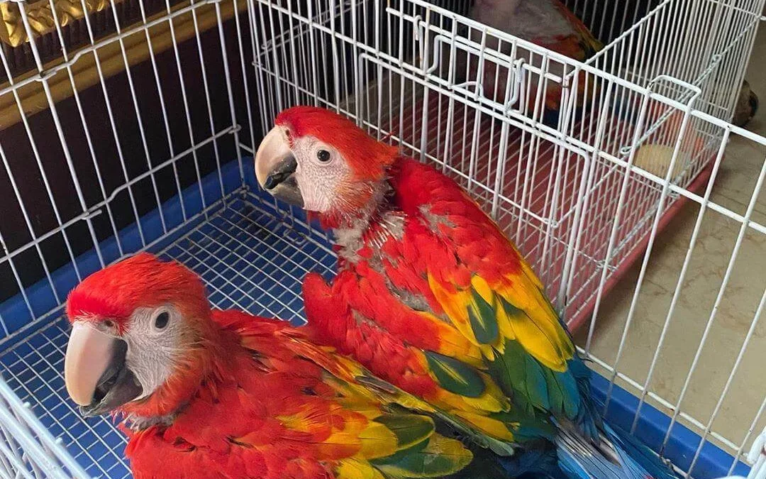 Top Parrot Breeds - Parrots for sale.