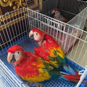 Top Parrot Breeds - Parrots for sale.