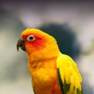 Order parrots - Parrots for sale.