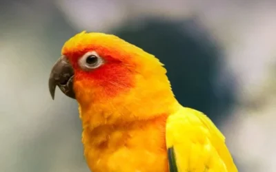 The Ultimate Parrot Buying Guide: Everything You Need to Know