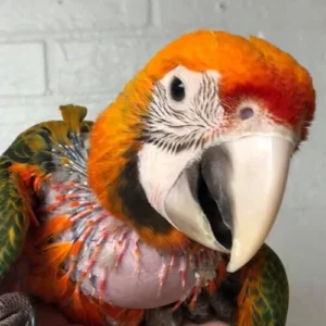 Parrot Grooming Guide - Parrots for sale.