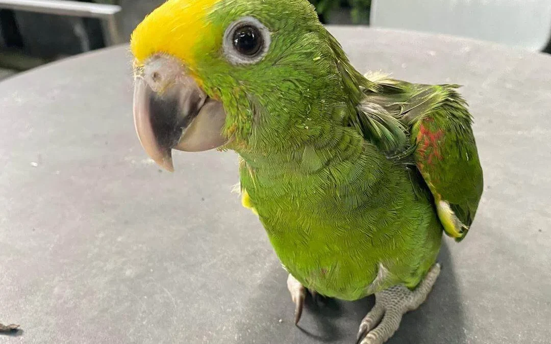 Buy Pet Parrots at ParrotsForSale.org: Your Ultimate Guide to Finding the Perfect Feathered Friend