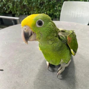 Buy Pet Parrots - Parrots for sale.