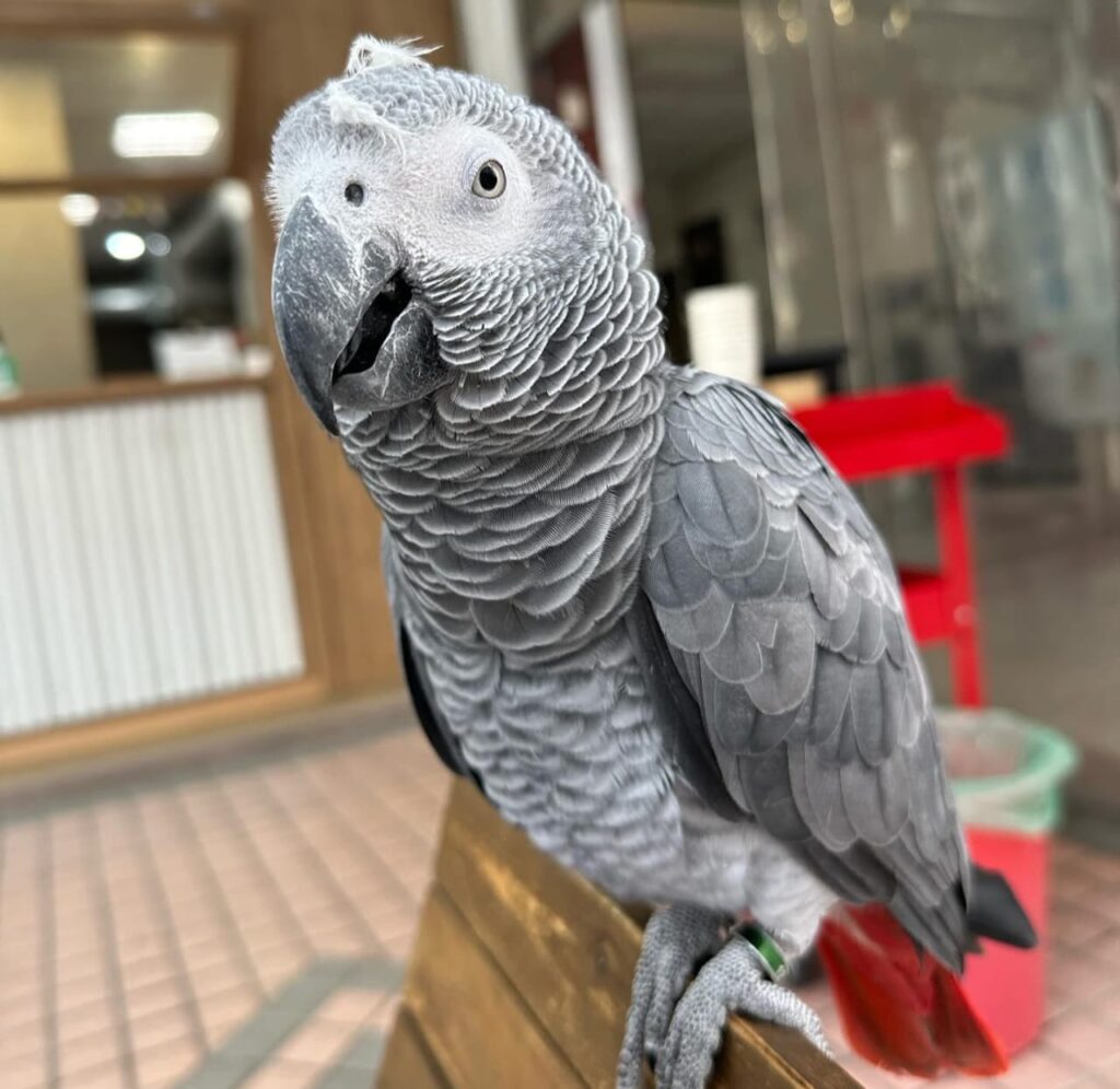 Parrot sales online store - Parrots for sale.