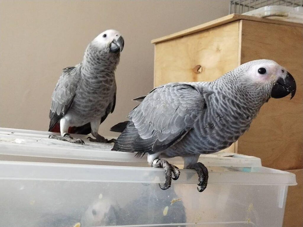 African Grey Parrots for Sale - Parrots for sale.