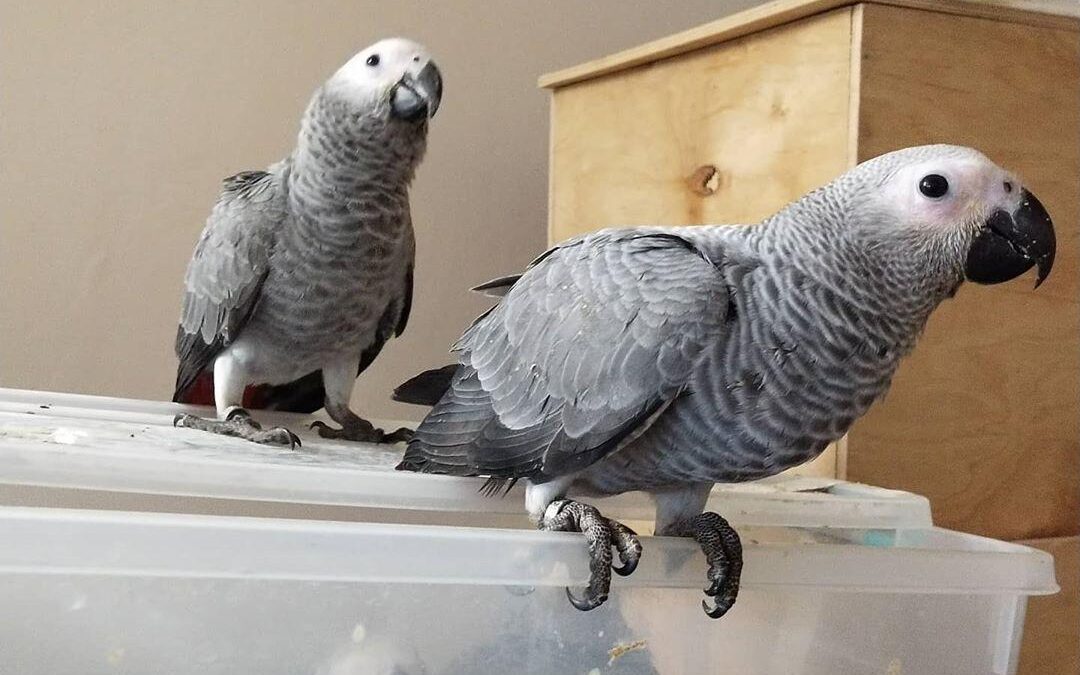 African Grey Parrots for Sale - Parrots for sale.