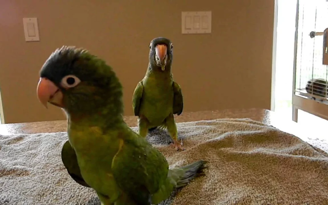 Comprehensive Parrot Care Tips: Everything You Need to Know for Your Feathered Friend