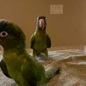 Parrot Care Tips - Parrots for sale.