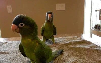 Comprehensive Parrot Care Tips: Everything You Need to Know for Your Feathered Friend