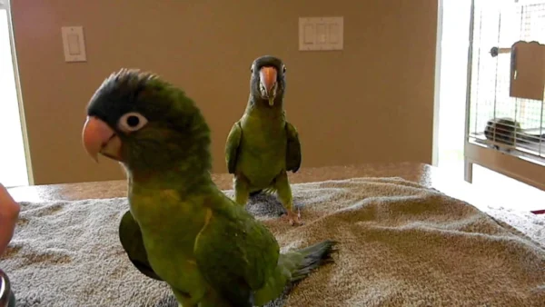 Parrot Care Tips - Parrots for sale.