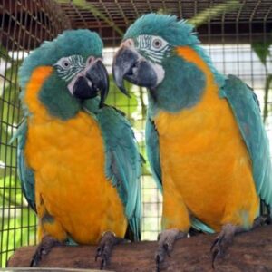 Blue Throated Macaw - Parrots for sale.