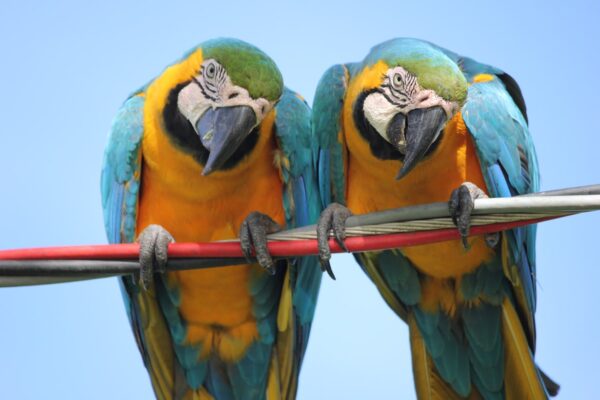 Blue and Gold Macaw - Parrots for sale!