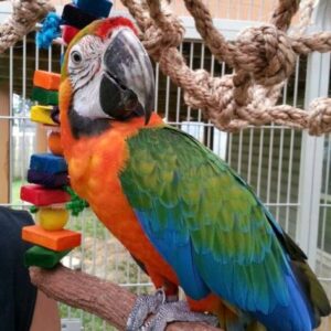 Parrots for sale near me - Parrots for sale.