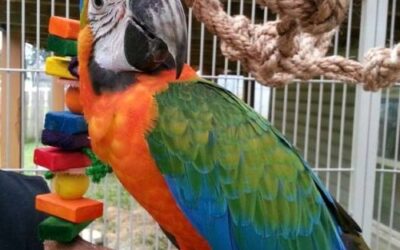 Ultimate Guide to Finding and Training Parrots: Your Local and Online Options