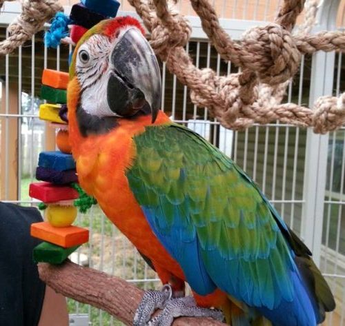 Ultimate Guide to Finding and Training Parrots: Your Local and Online Options