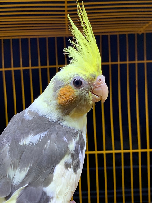 Cockatiel Baby Pied - Parrots for sale.