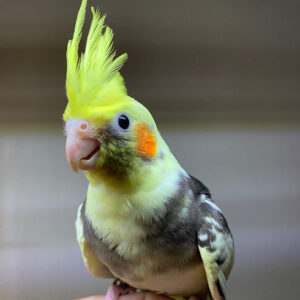 Cockatiel Baby Pied - Parrots for sale.