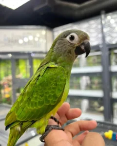 Parrot Tricks and Commands - Parrots for sale.