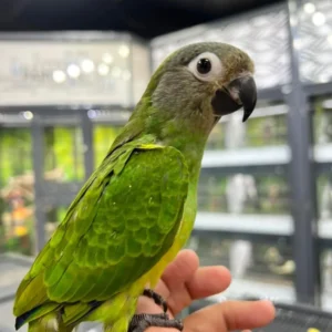 Parrot Tricks and Commands - Parrots for sale.