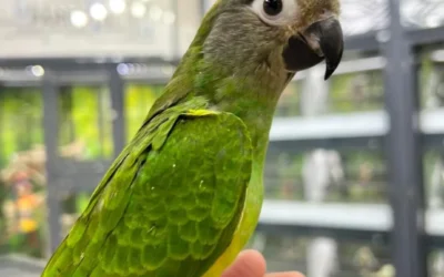 Parrot Tricks and Commands: A Comprehensive Guide to Training Your Feathered Friend