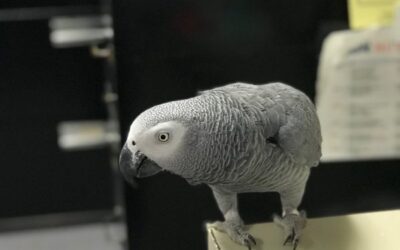 Comprehensive Guide to African Grey Parrot Care and Commands