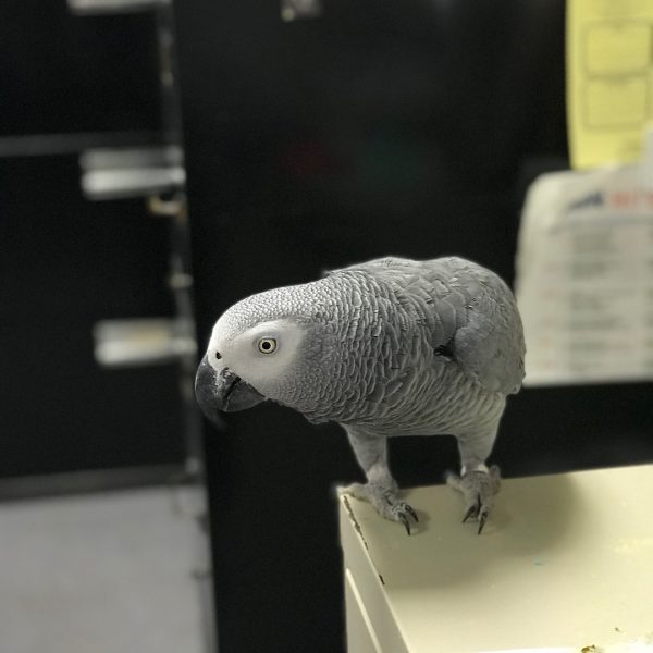 Einstein - Parrots for sale.