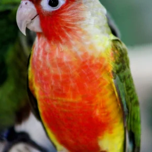 Green Cheek Conure Red Factor - Parrots for sale.