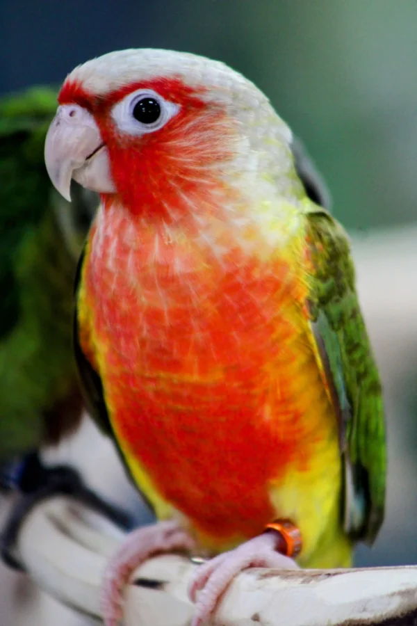 Green Cheek Conure Red Factor - Parrots for sale.