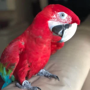 Buy Pet Parrots - Parrots for sale.