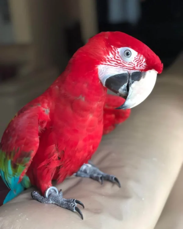 Buy Pet Parrots - Parrots for sale.