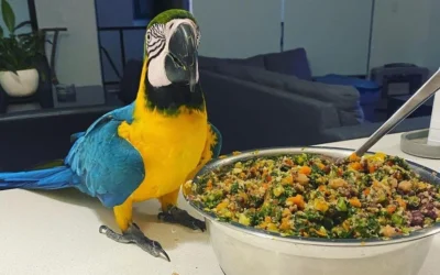 The Ultimate Guide to the Best Parrot Food: Keeping Your Feathered Friend Healthy and Happy