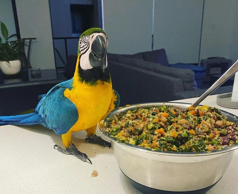 The Ultimate Guide to the Best Parrot Food: Keeping Your Feathered Friend Healthy and Happy