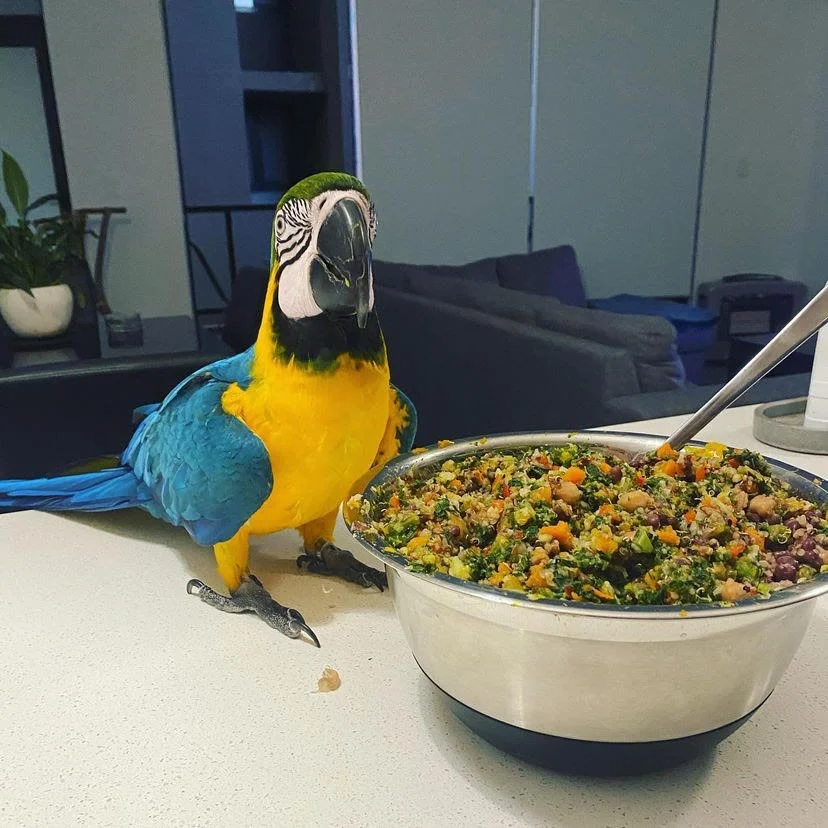 Best parrot food - Parrots for sale.