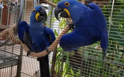 Parrots for Sale: Your Ultimate Guide to Finding the Perfect Parrot Online