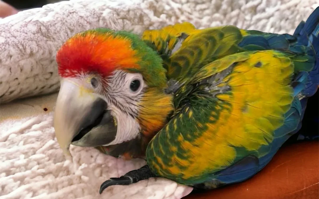 Parrot Grooming Guide - Parrots for sale.