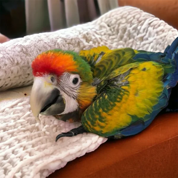 Parrot Grooming Guide - Parrots for sale.